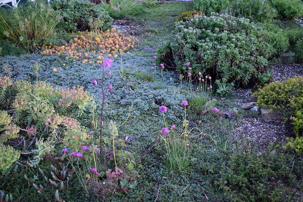 1herbidacious.calamus