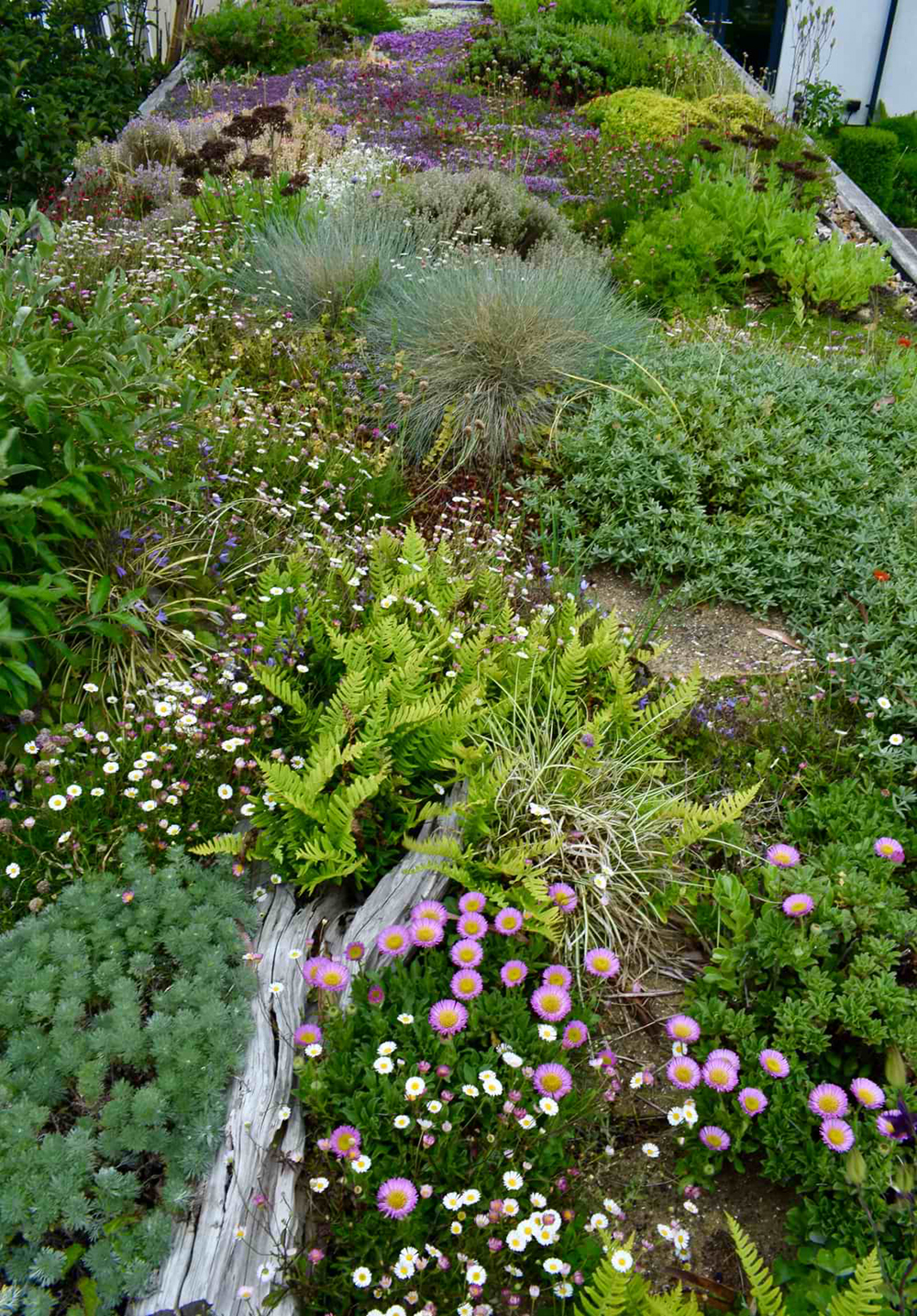 Green roof 2020 looking south