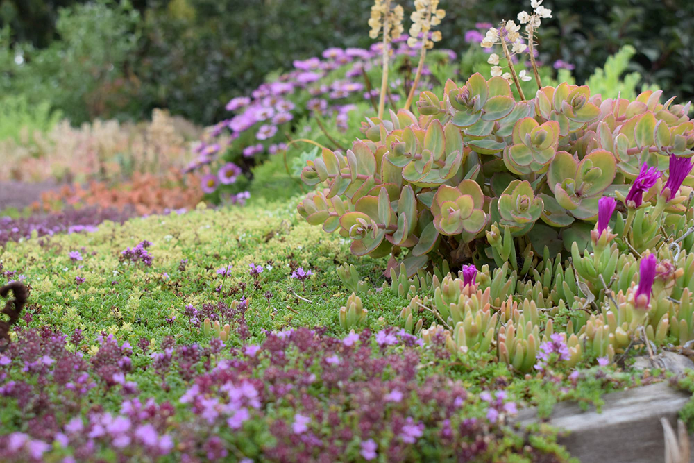 Sedum Thyme Lampranthus and Erigeron