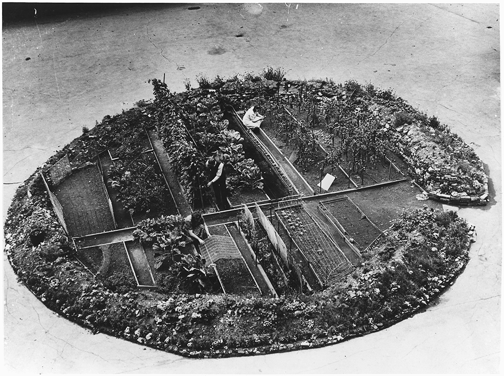 Victory Gardens. Where the Nazis sowed death a Londoner and his wife have sown life giving vegetables in a London NARA 196480