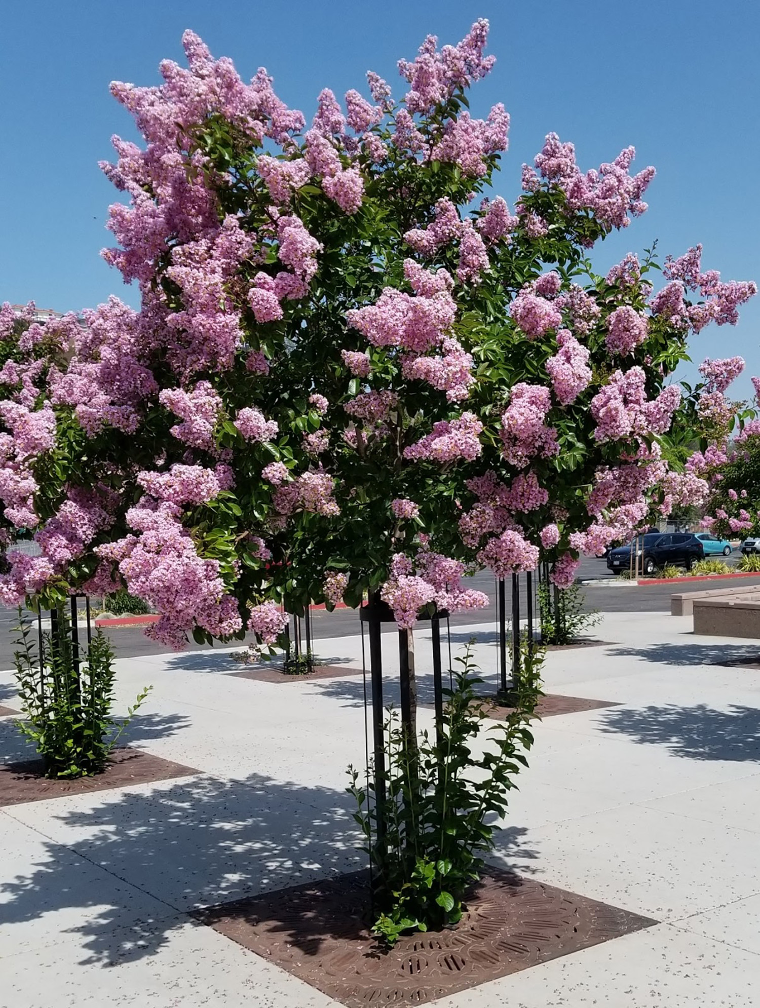 Muskogee Crape Myrtle