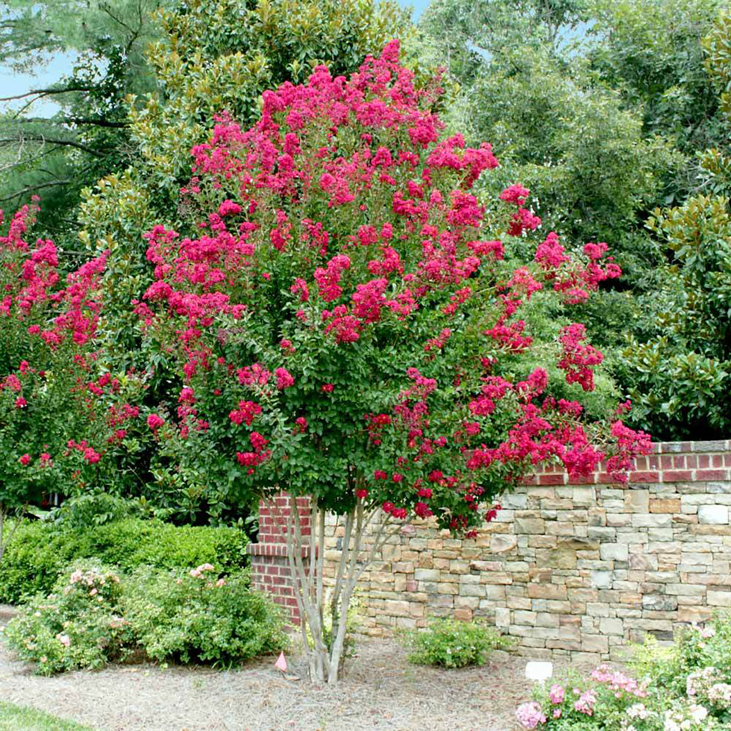 Pnk Velour Crape Myrtle 4 FGT 1024x1024