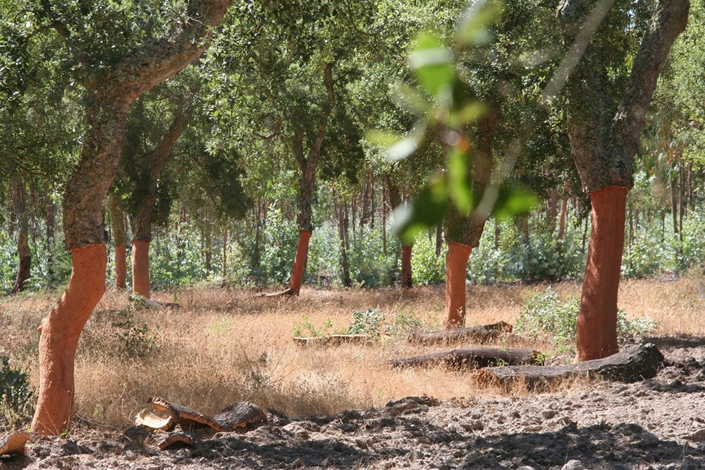 L08zbS8tME0zWnJTbS9Eei9Wc3ZTLU1aL1BaRlNuTVpzLVNzcDNaclNKbS92ako3Wi1qL00zcnN5NVZWdHp0ZGty