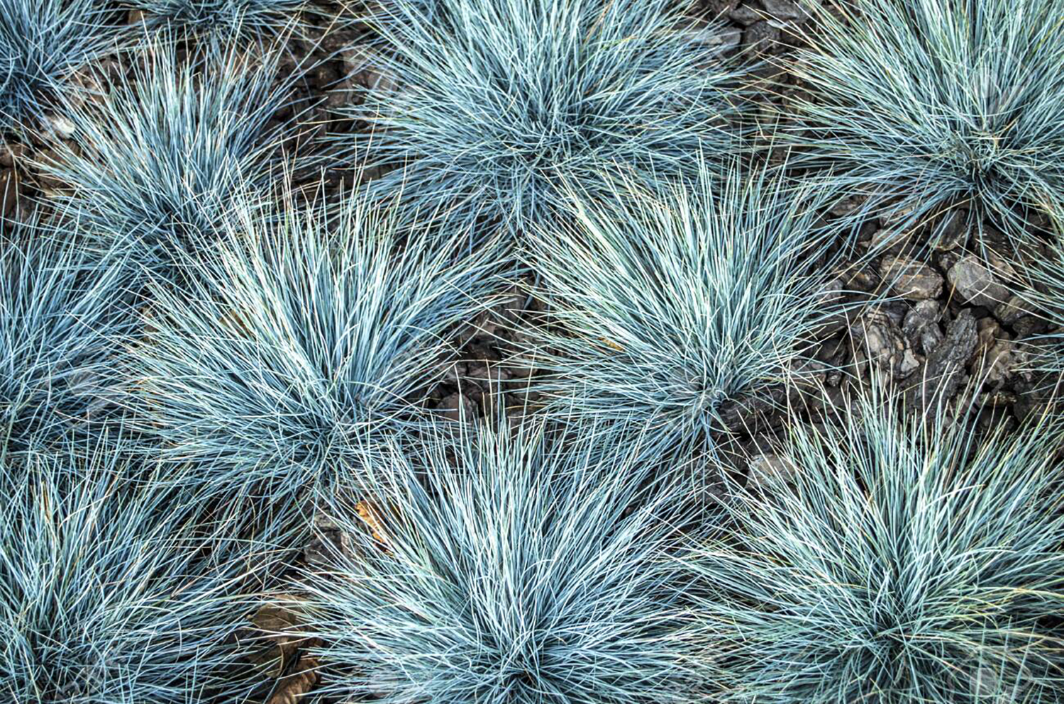 135937759 festuca glauca blue bunting is a decorative grass 
