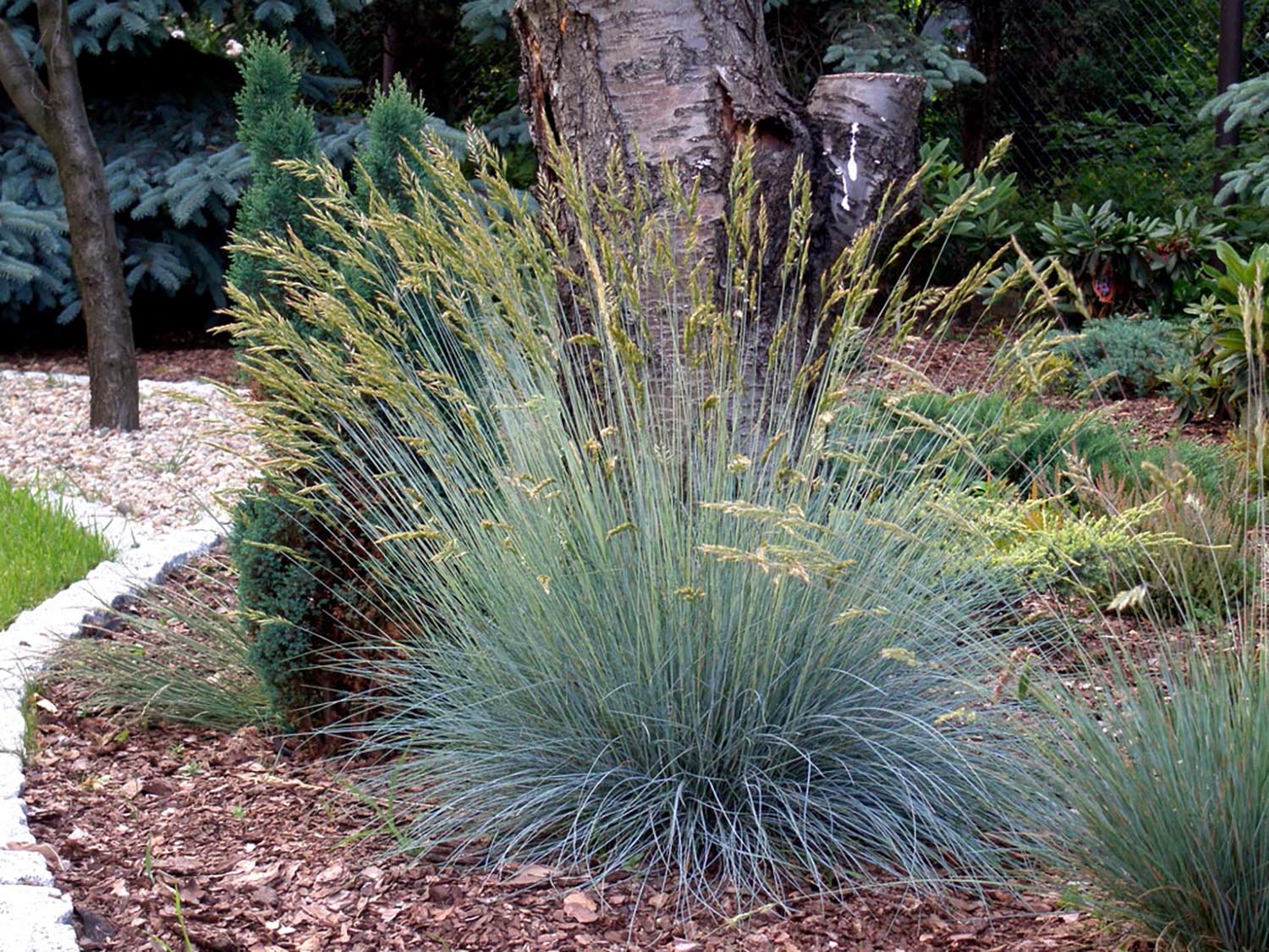 Festuca glauca 1