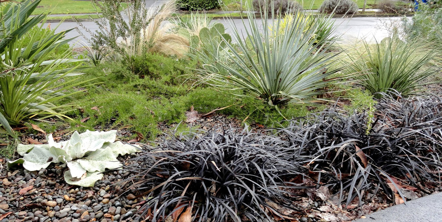 Ophiopogon planiscapus nigrescens a