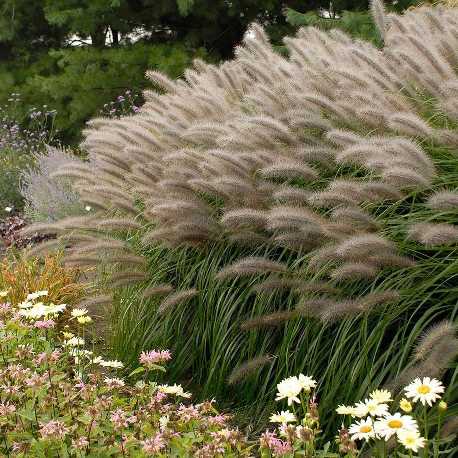 Pennisetum alopecuroides Red Head 1000x