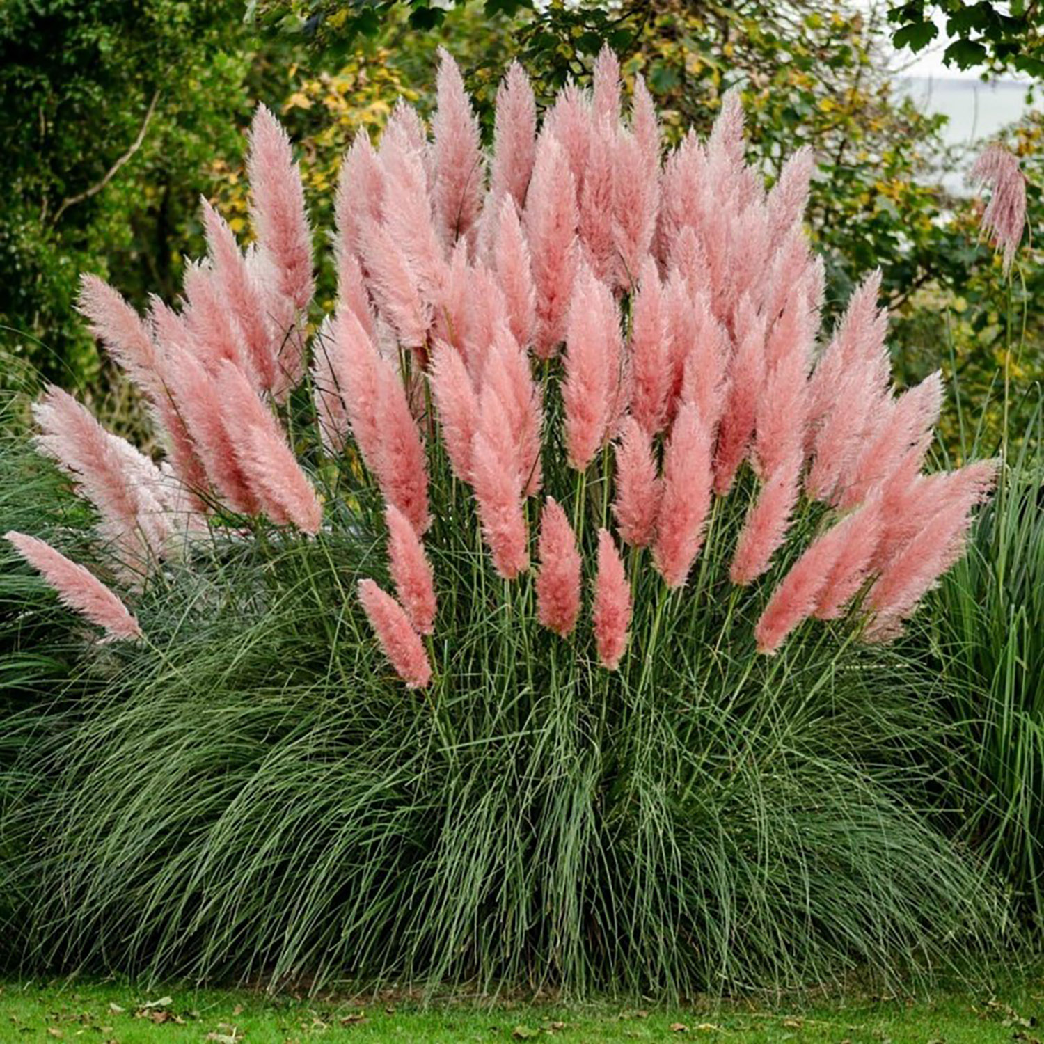 grass pampas pink seme cortaderia selloana